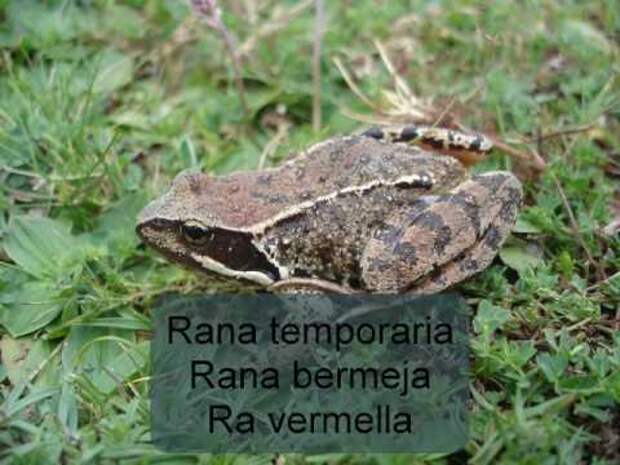 Травяная лягушка: описание, фото и видео земноводного