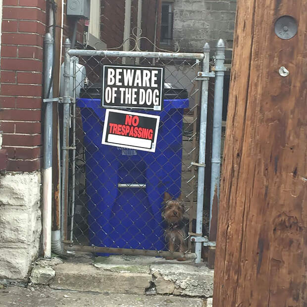 beware-of-the-dog-2-57ee55770ead6__605