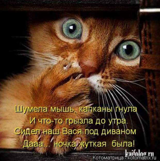 Котоматрицы (картинки с надписями)