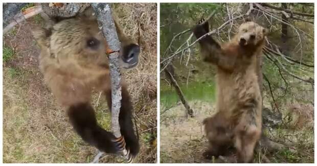 Медведи покорили интернет своими артистичными "танцами на пилоне" видео, животные, медведь, прикол