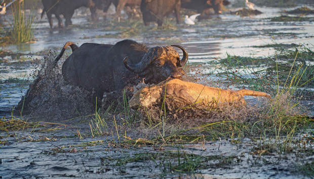 На помощь пришел разъяренный буйвол, он и спас буйволицу от хищниц буйвол, львица