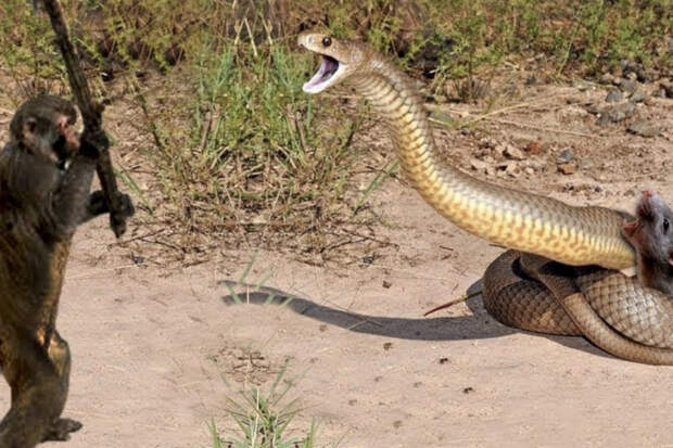 Обезьяна взяла палку и пришла на помощь грызуну, попавшемуся гигантской змее