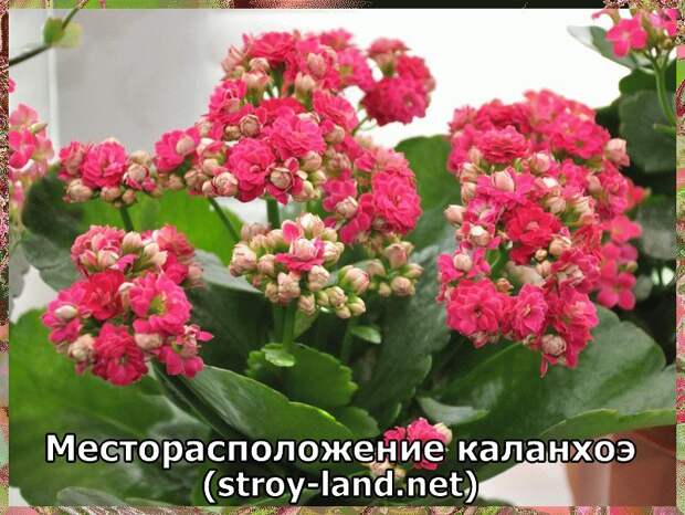 Месторасположение каланхоэ