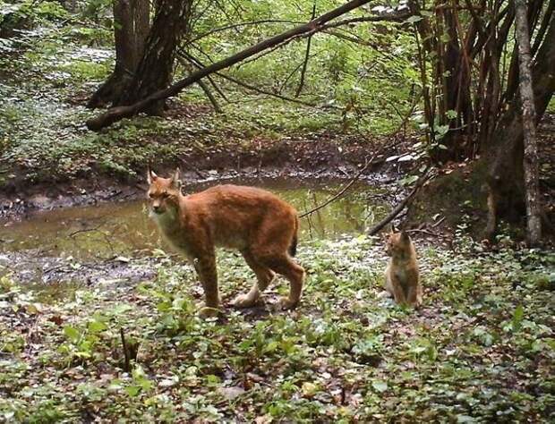19 фото животных, которые вновь обживают Чернобыль.