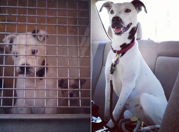 12 фотографий собак, нашедших свой дом потеряшки, приют для собак, собаки