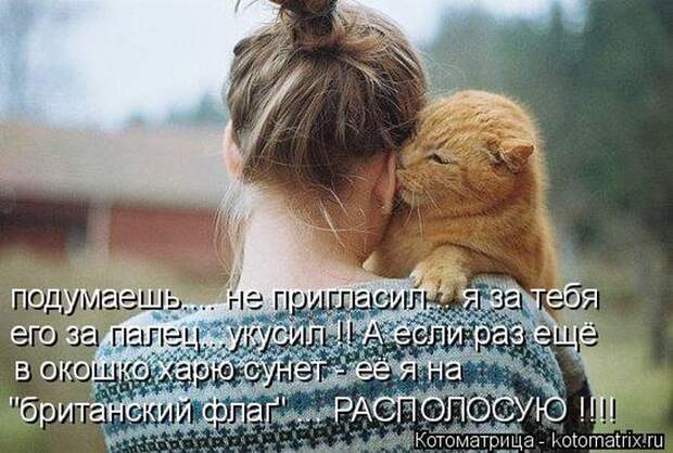 Лучшие котоматрицы недели (50 фото)