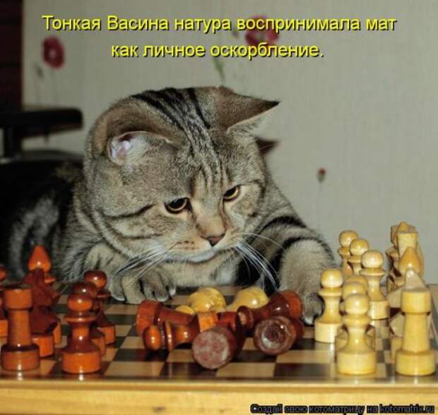 Котоматрицы(картинки с надписями)