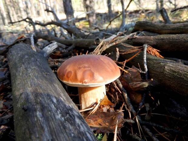 спрятался между ветками  грибы, листва, осень, природа, прогулка, сделай сам