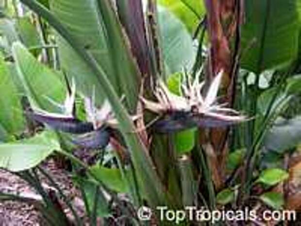 Strelitzia nicolai, Giant bird of paradise, white bird of paradise
