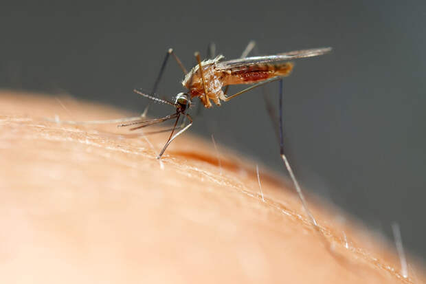 Роспотребнадзор посоветовал пользоваться репеллентами в Африке из-за чикунгуньи