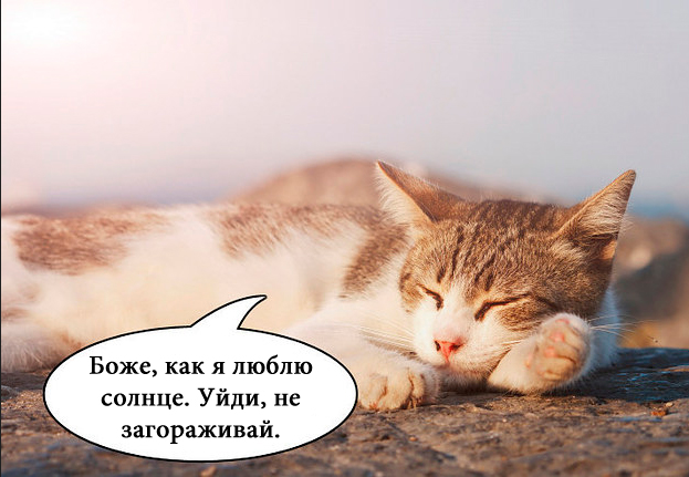 О чем на самом деле думают коты