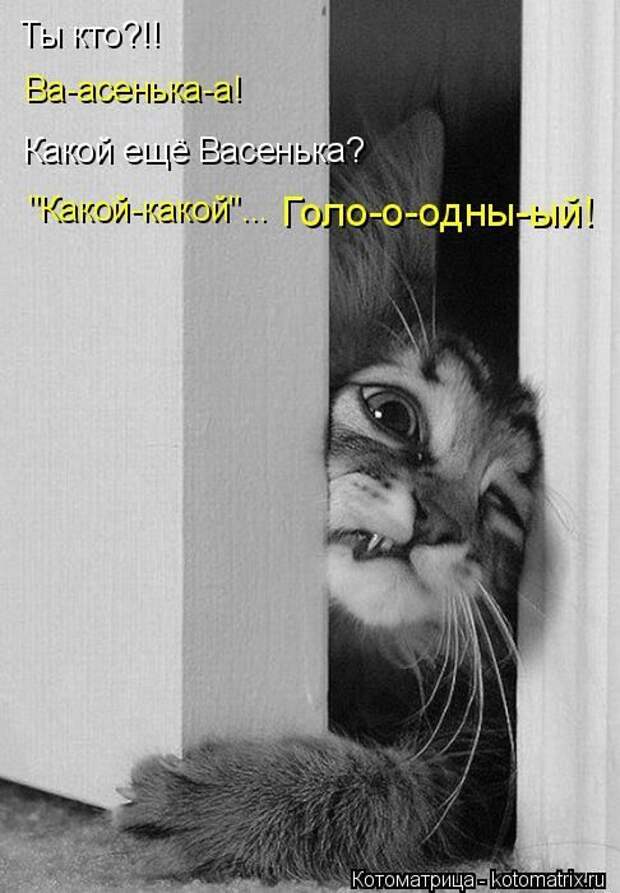 Кошатина да псятинка позитивная, этакая забавная, с надписями, очень много на выходные
