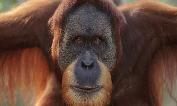 5. Суматранский орангутан вымирание, животные, мир