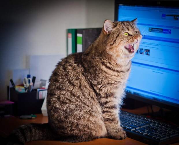 cats13 Фотограф и его коты
