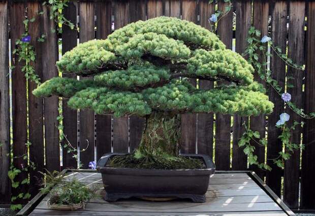Это 391-летнее дерево бонсай пережило бомбардировку Хиросимы и продолжает расти