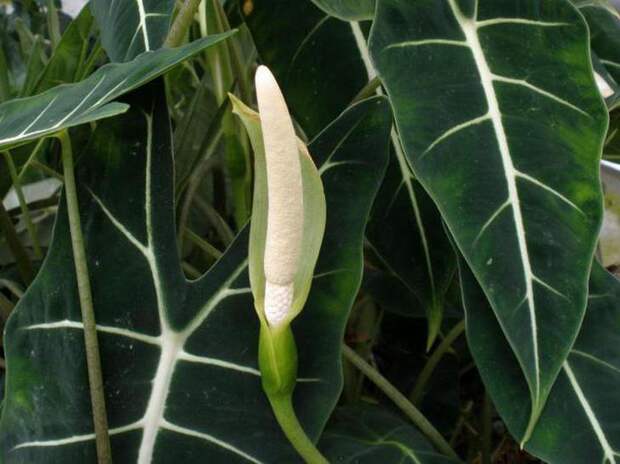 Особенности ухода за Алоказией полли в домашних условиях