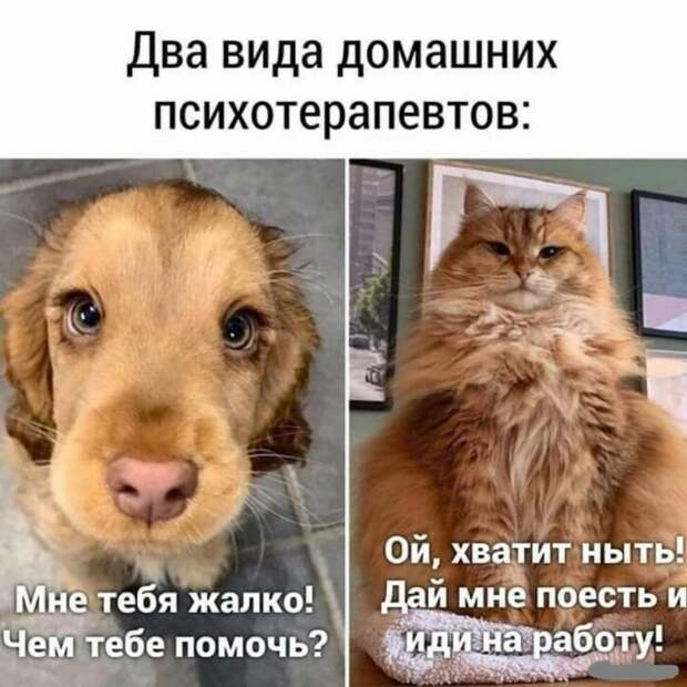Два вида Два вида