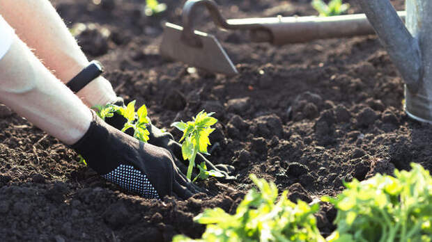 От редиса до ревеня: полный гид, что посадить на даче в конце апреля 2026 года