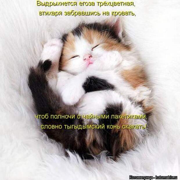 Котоматрицы(картинки с надписями)