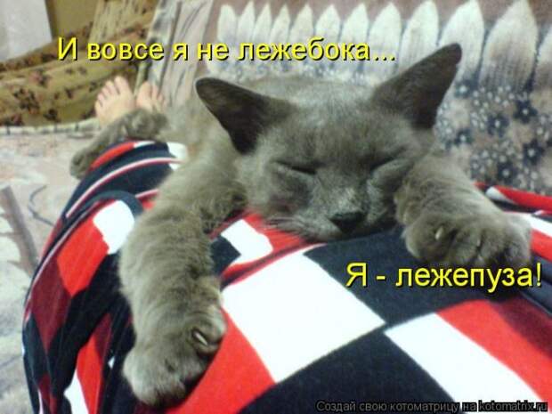 Лучшие котоматрицы недели (50 фото)