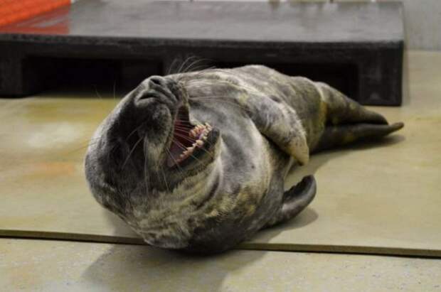 Как в США маленького тюленя после шторма спасали