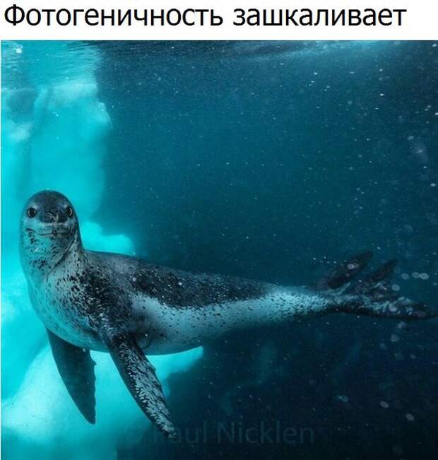 Веселые и эмоциональные картинки с надписями (11 фото) Веселые и эмоциональные картинки с надписями (11 фото)