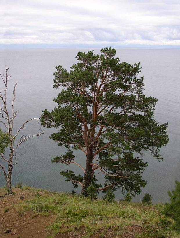 Сосна обыкновенная фото (лат. Pinus sylvestris)