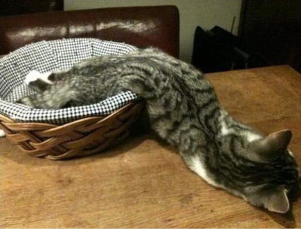 Коты в жидкой форме