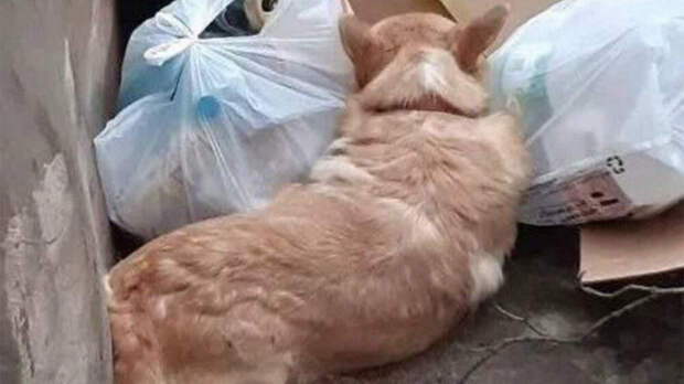 Депутат Бурматов: женщине, выбросившей корги, грозит уголовная ответственность