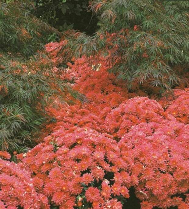 Осенние хризантемы Осенние хризантемы