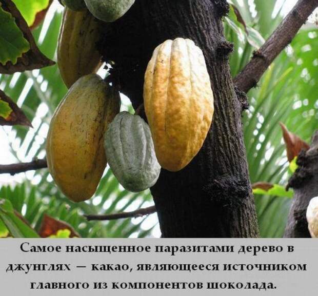 Интересные факты в картинках