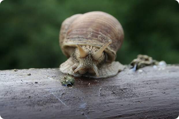 Улитки – моллюски из класса брюхоногих (лат. Gastropoda) 