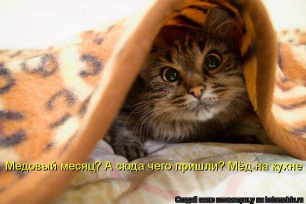 Лучшие котоматрицы недели (50 фото) Лучшие котоматрицы недели (50 фото)