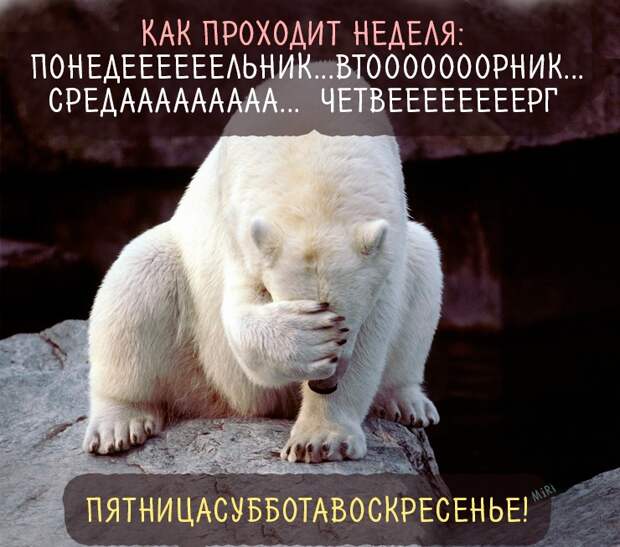 Понедельник: прикольные картинки Понедельник: прикольные картинки