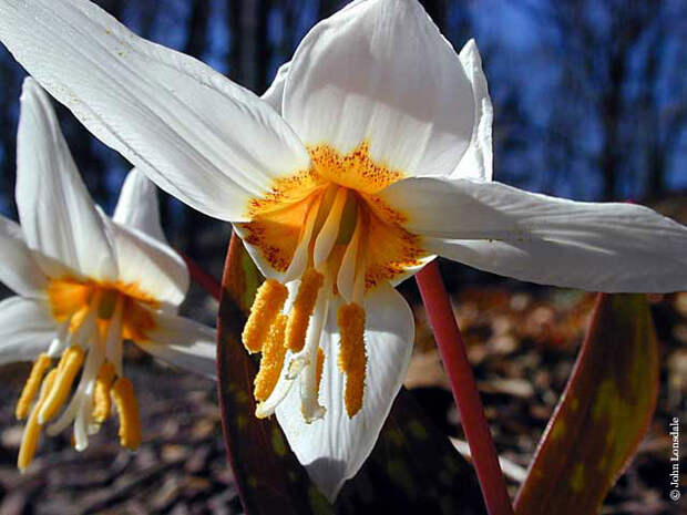 Erythronium_caucasicum5_JL (640x480, 52Kb)