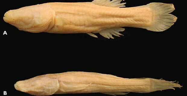 a3c70d91f24ea0967d7396438afcaf63