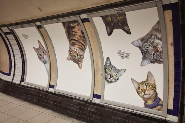 cat-advertising.jpg cat-advertising.jpg