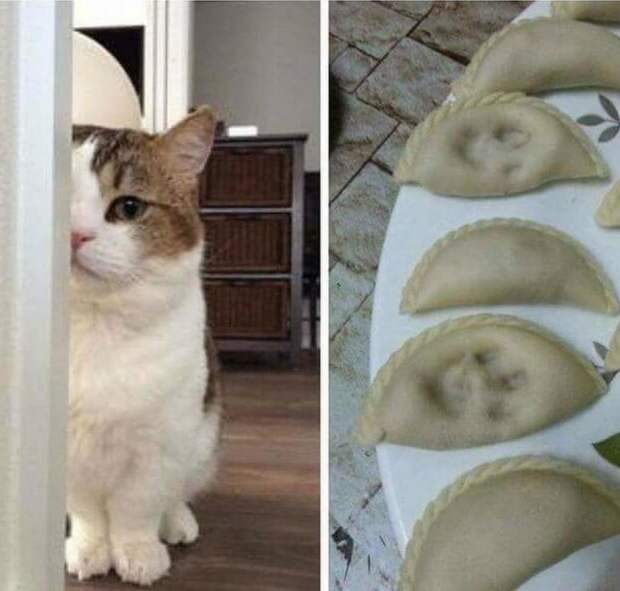 10 самых наглых котов, которых поймали с поличным (фото)