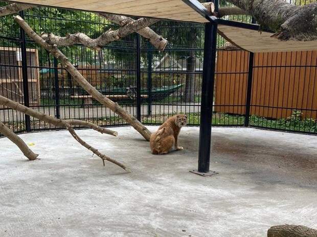 23-летняя рысь переехала в балахнинский зоопарк из &laquo;Мишутки&raquo; - фото 1
