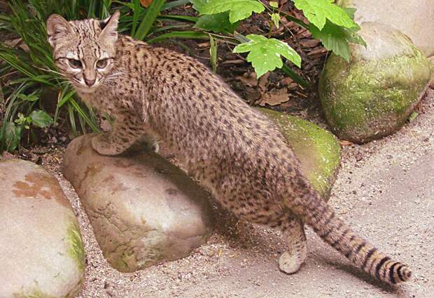14-Leopardus geoffroyi.JPEG