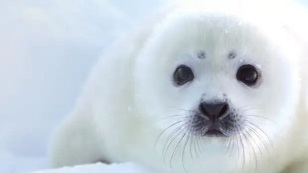 Белые и пушистые. Что происходит с популяцией гренландских тюленей