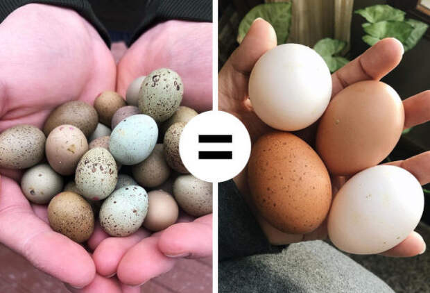16 мифов о яйцах, в которые стыдно верить в XXI веке