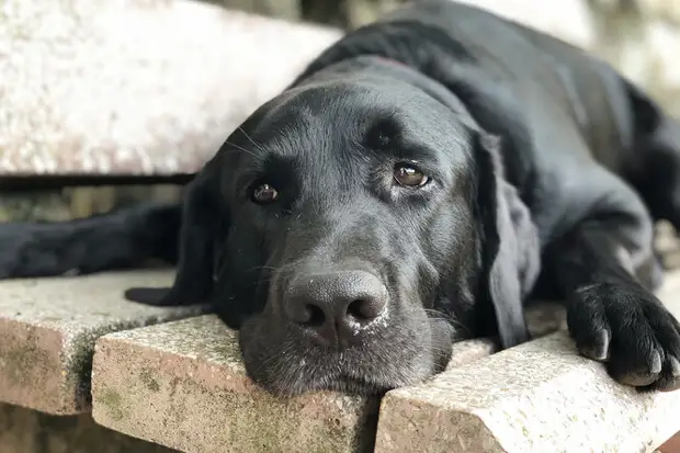 Волонтёры выходили собаку, которая уже не хотела жить. Вот как она изменилась