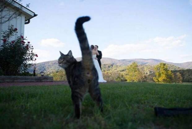 Смешные кошки, идеально испортившие фотографии (12 фото)