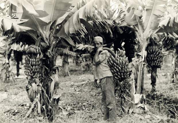 Сбор бананов в 19 веке
