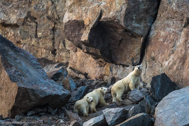 Медвежий угол в Арктике