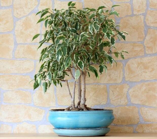 Details of a ficus benjamina or weeping fig in flowerpot