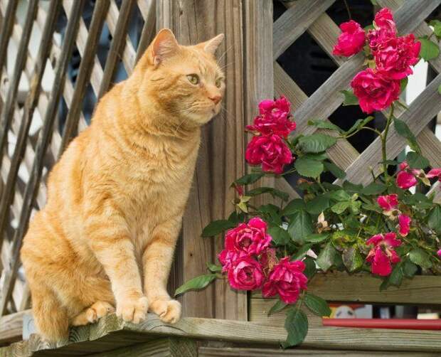 Кот и розы 