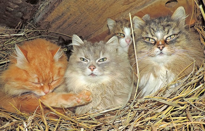 Одна из трех кошачьих «спален», расположенных в курятнике.