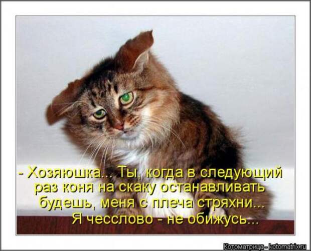 Котоматрицы (картинки с надписями)